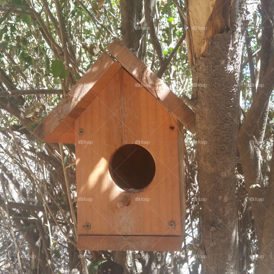 My daughters birdhouse. Just discovered that there is a bird making a home in my daughters bird house she made this Spring. Exciting!