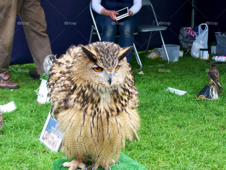 An owl 