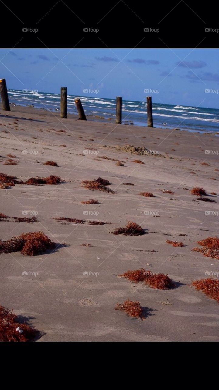 water ocean seaweed shore by gingersleetsnow