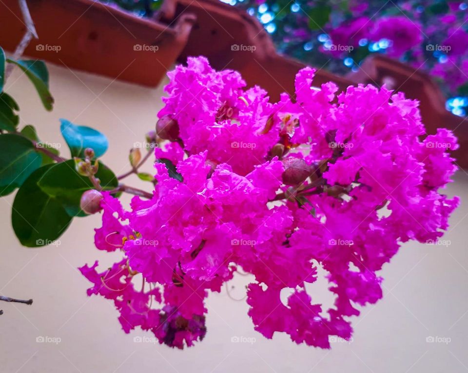 Branch of the Resedá Tree with curly magenta and purple flowers.