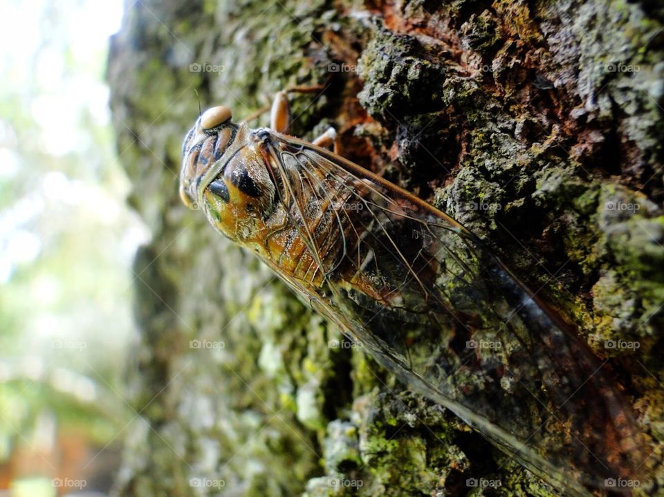 Cicada