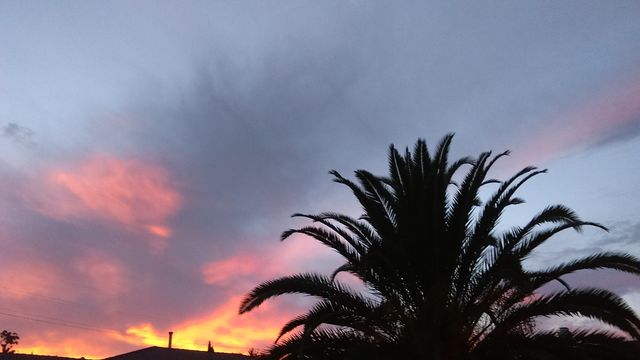 Sunset Palm in silhouette