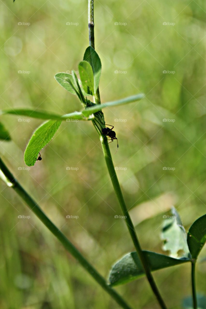 Beetle on plants