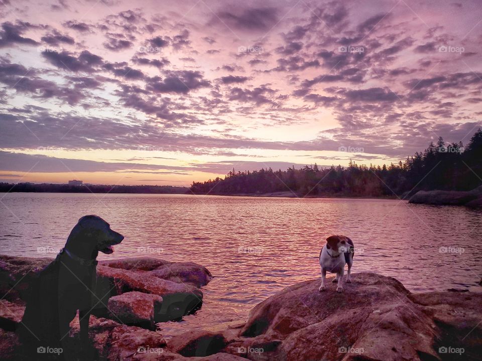 Life with pets:
Sunrise walk at the dog park.