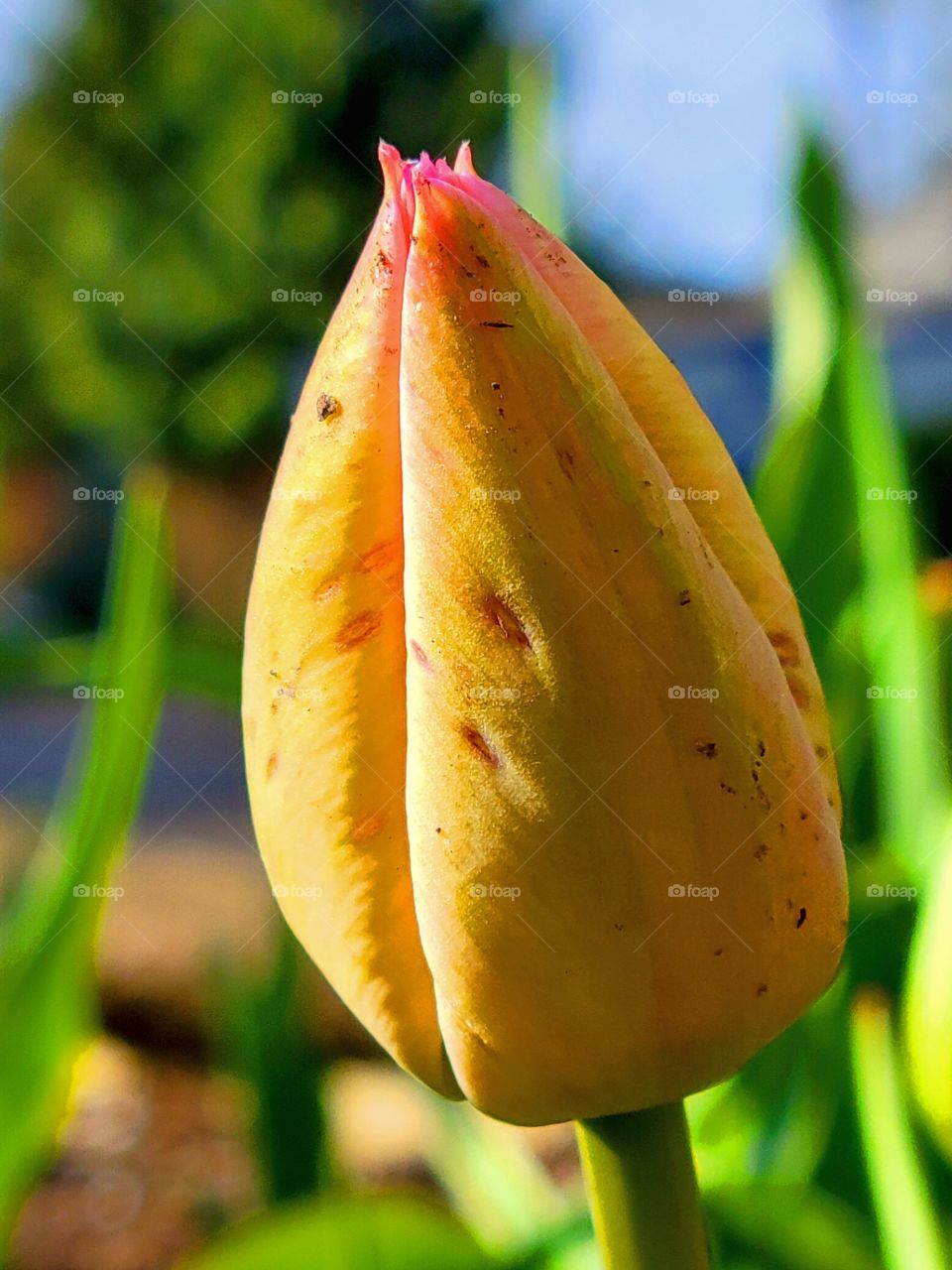 Blooming Tulips