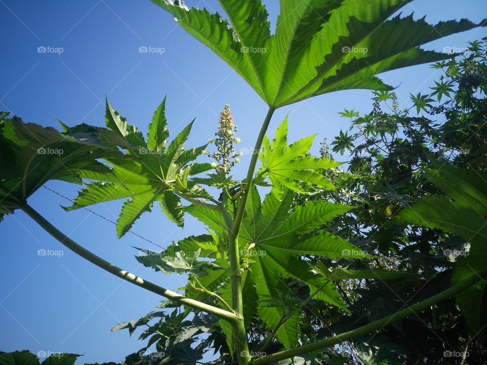 a beautiful caster tree in the forest with her beautiful flowers.