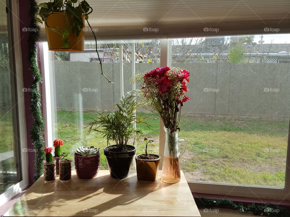 lighting on my happy plants