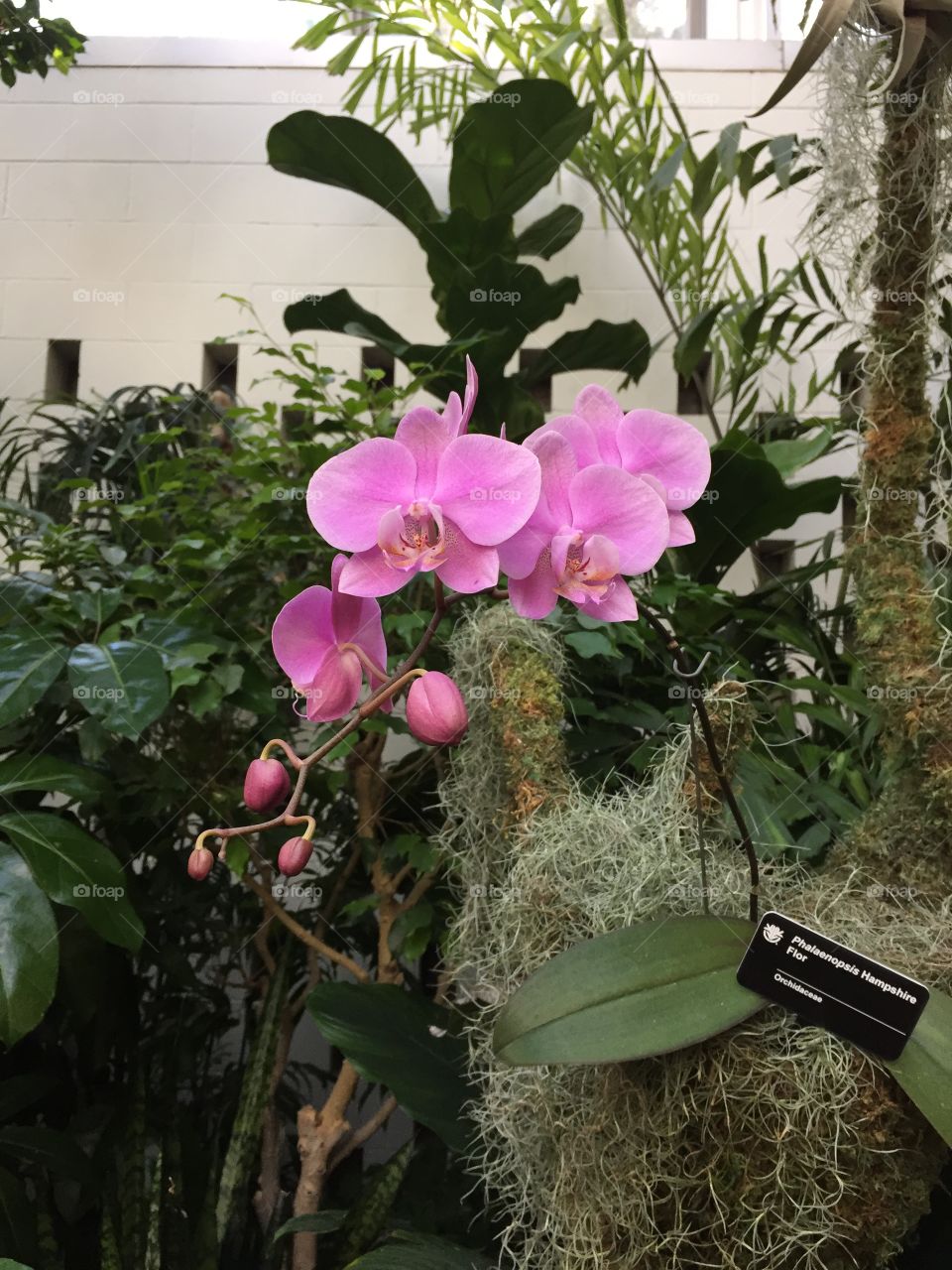 Orchid show @ Missouri Botanical Garden