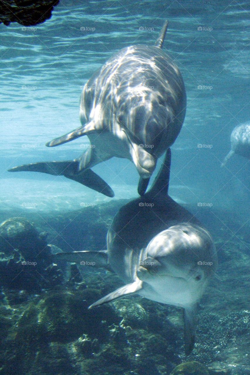 Dolphins