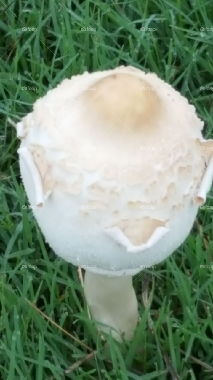 mushroom