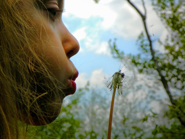 Make a Wish. on a dandelion