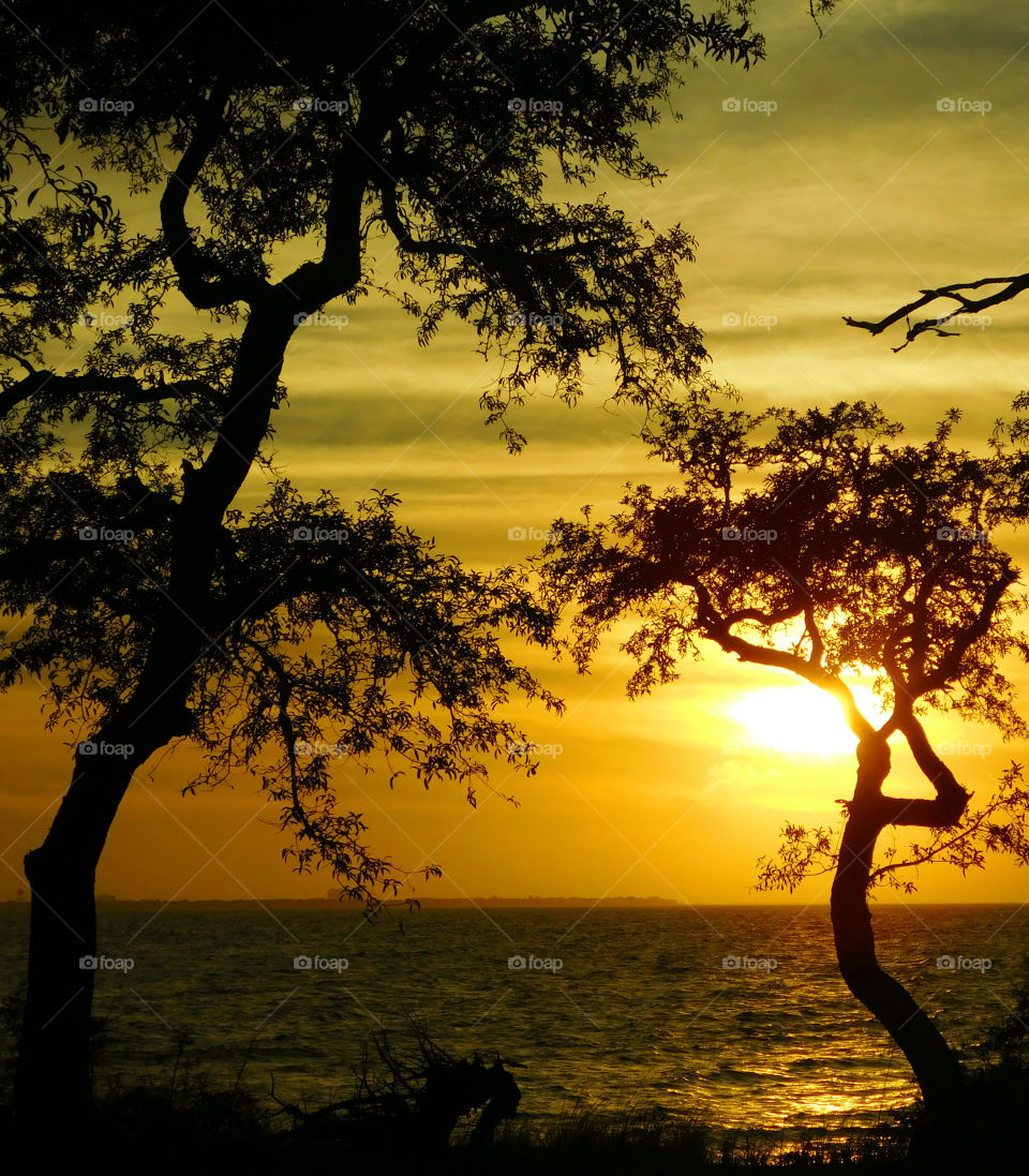 Silhouette of tree during sunset 