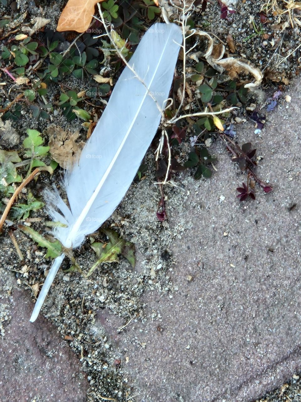 spiritual sign A feather in your path