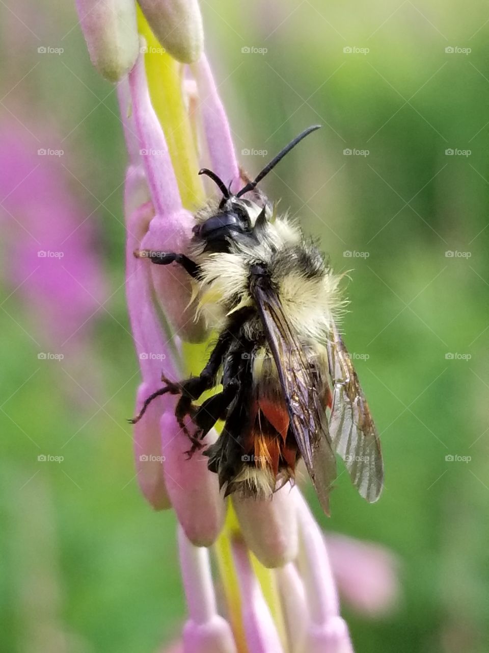 bee on fireweed