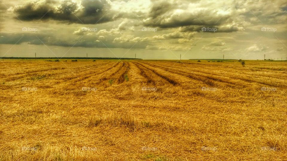 field, grain, agriculture, romania, ilfov, peris, clouds,
