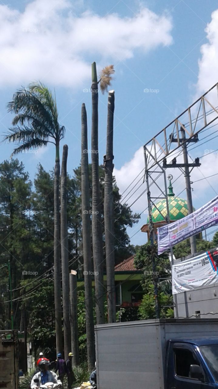 tall trees lined up