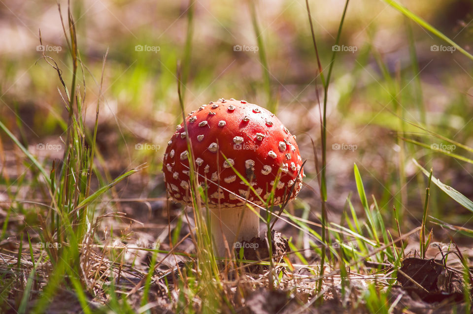 Amanita