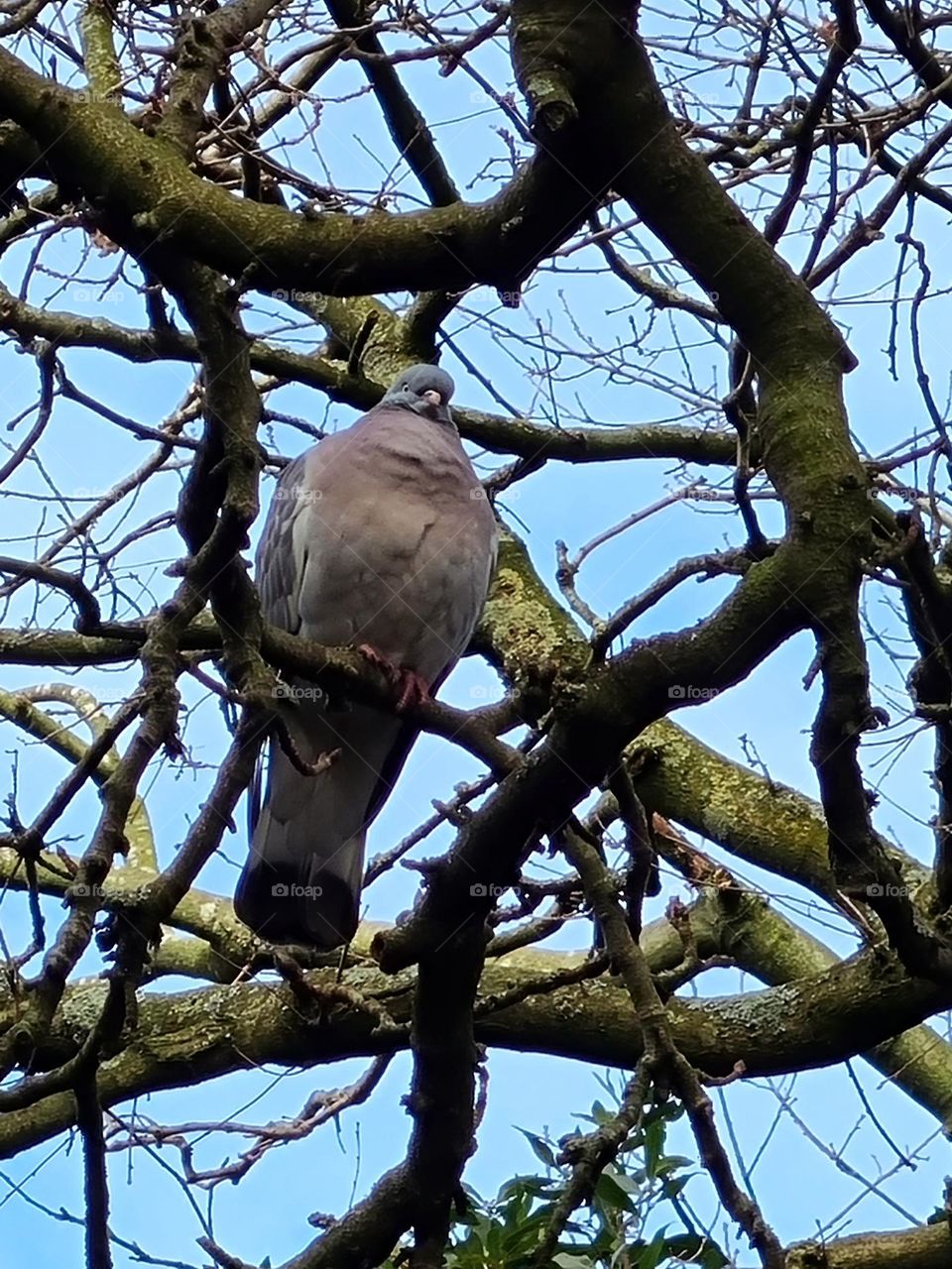 a wild turtledove high in a tree