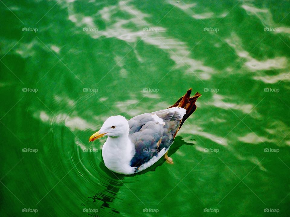 seagull in green water