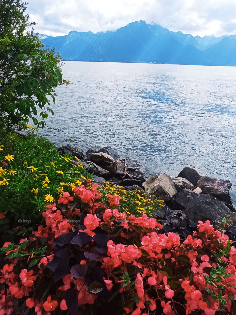 joli paysage au bord du lac Léman