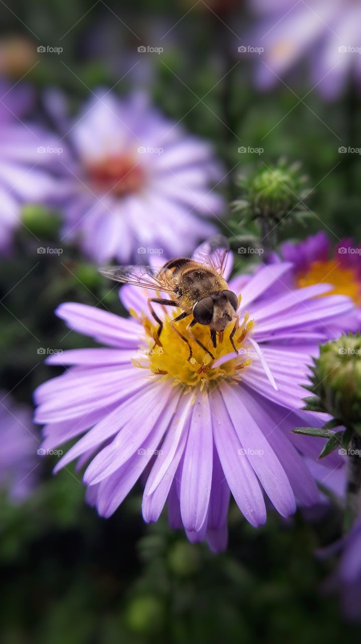 Little bee on the flower