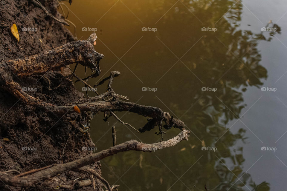 mangrove root