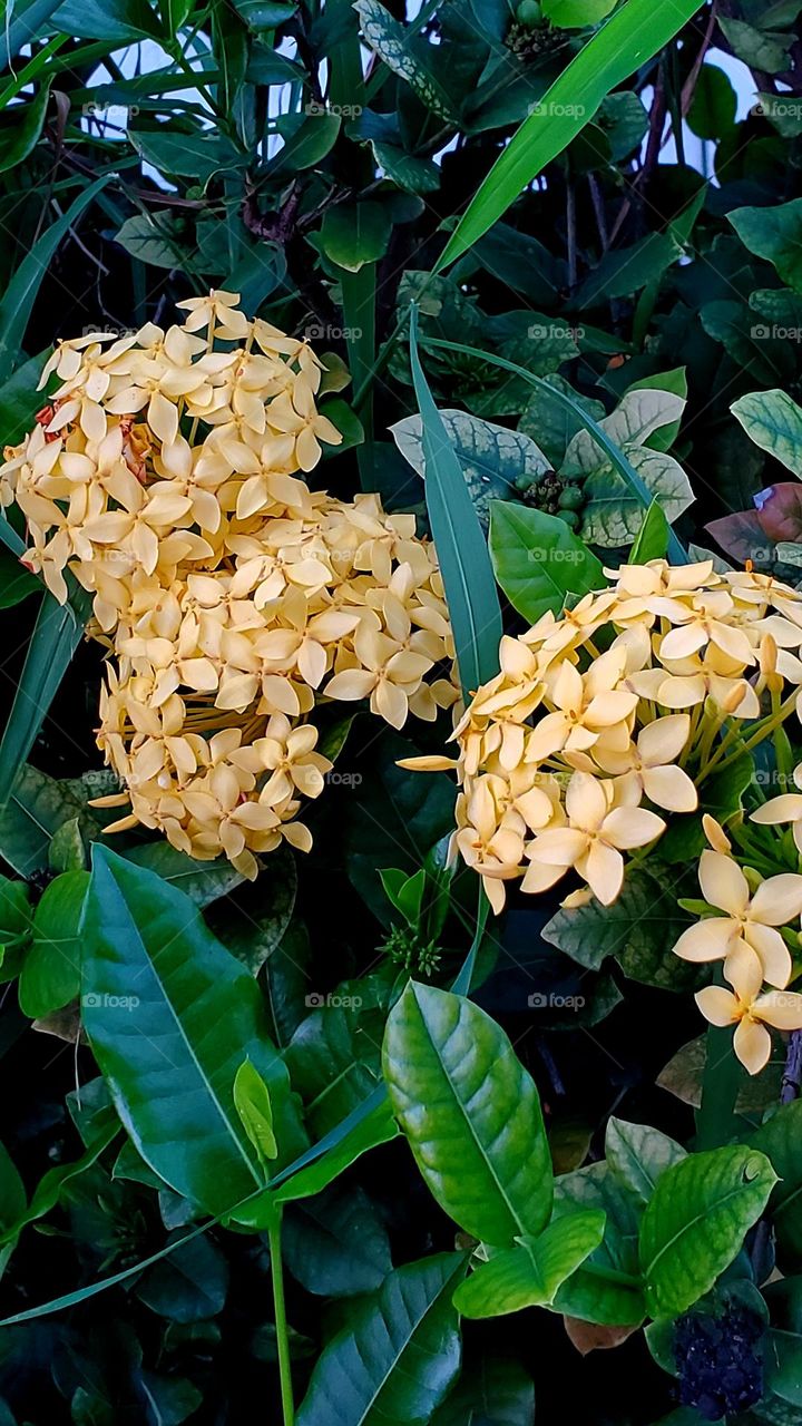 Maltese Cross Flowers (yellow)