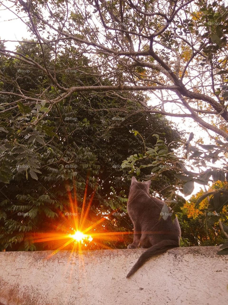 cat looking at the sunrise