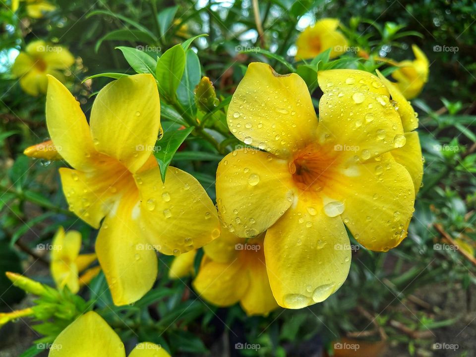 Beautiful yellow Allamanda flower in bloom.