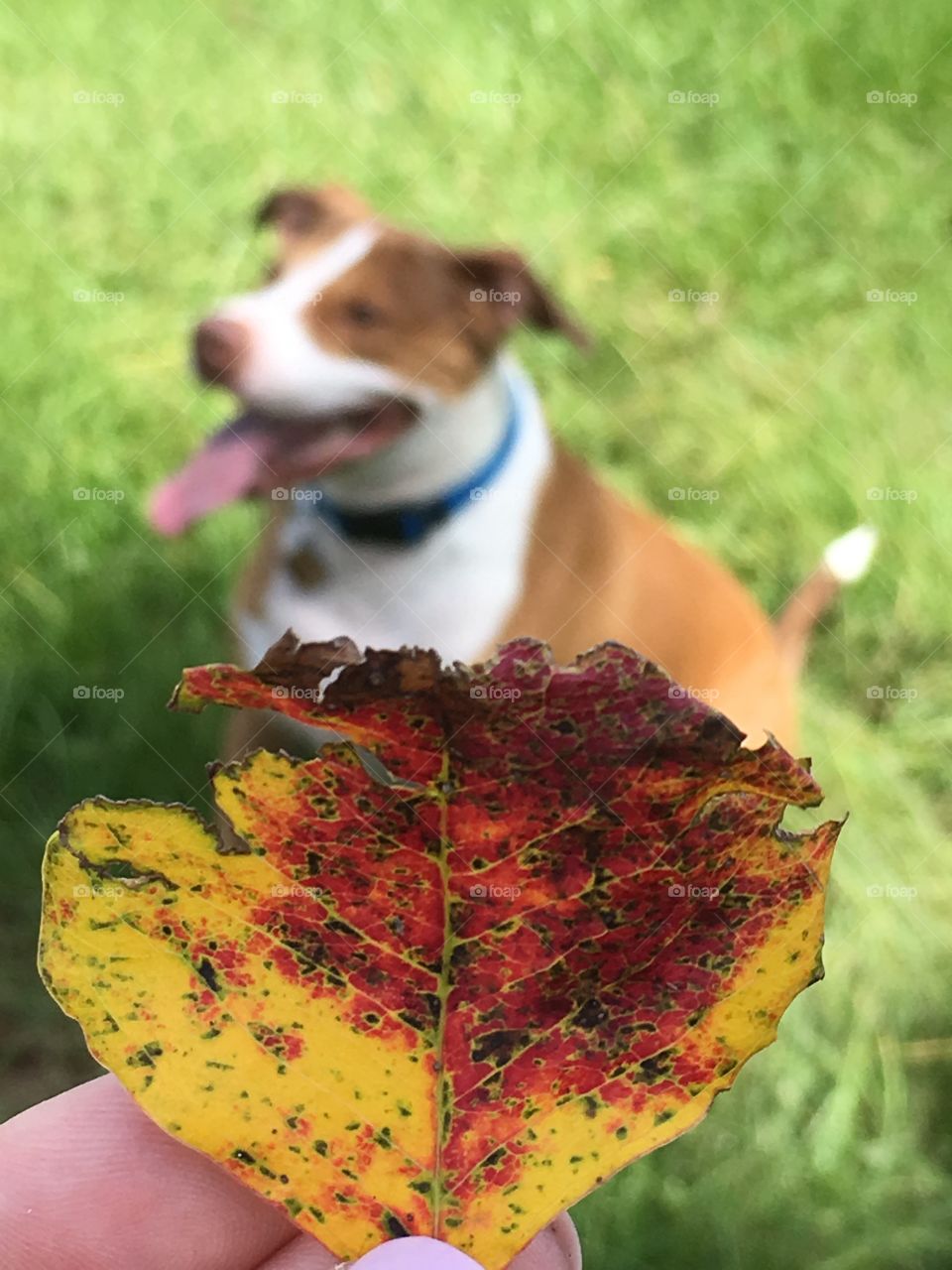 Red and yellow leaf with a rescue dog in the background 