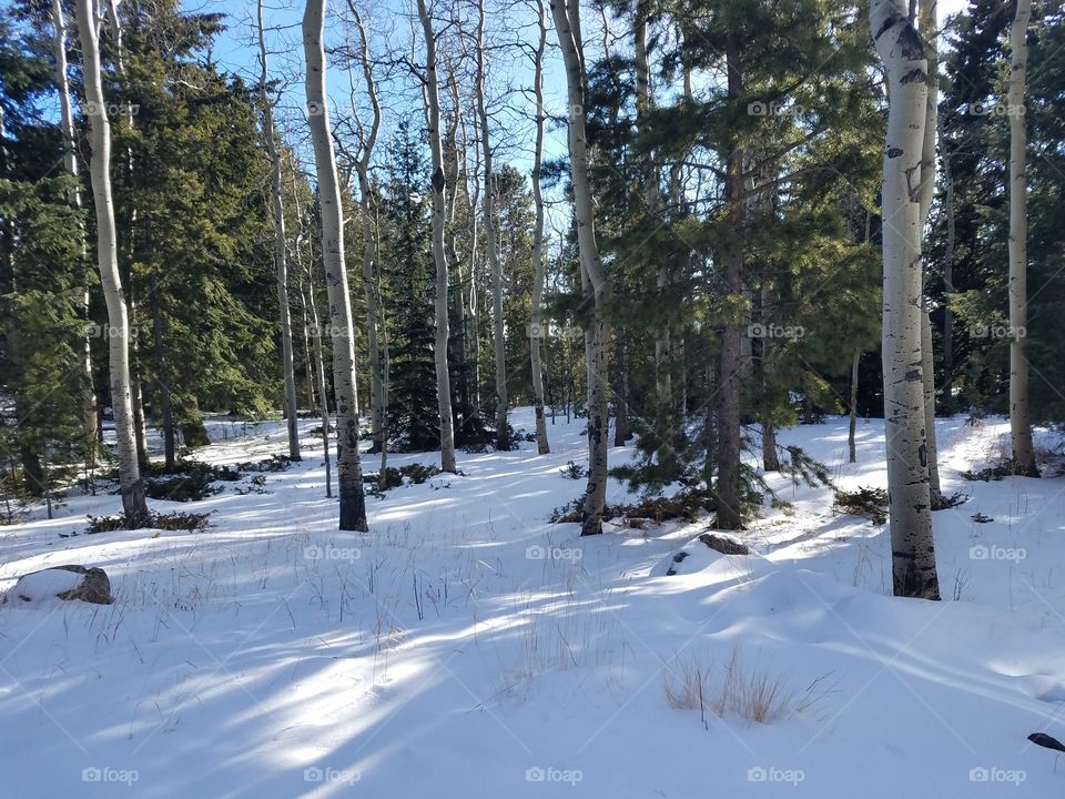 View of snowy forest
