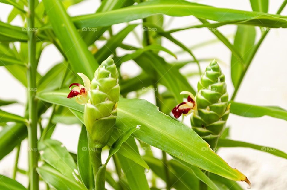 Ginger Plant