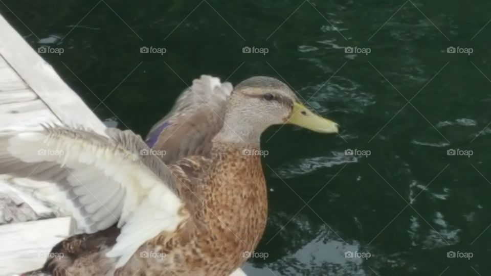 wild mallard hen ready to take off