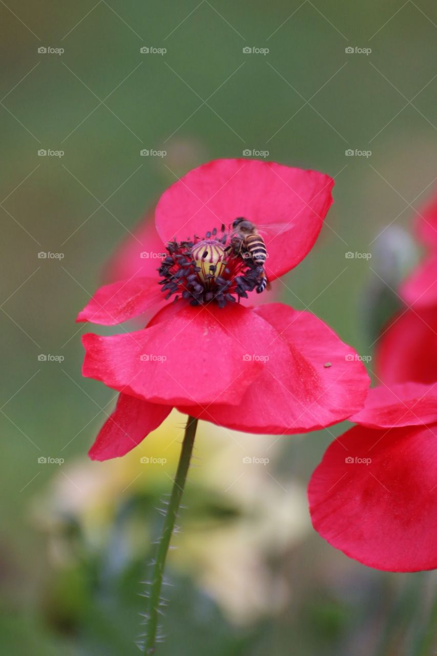 Interdependence;
neither you can leave without me nor I can flourish without you. Bees and other insects suck flower nectar to draw nutrition for survival simultaneously they also helps to spread pollens of flower from one plant to other through which new flowers are born.