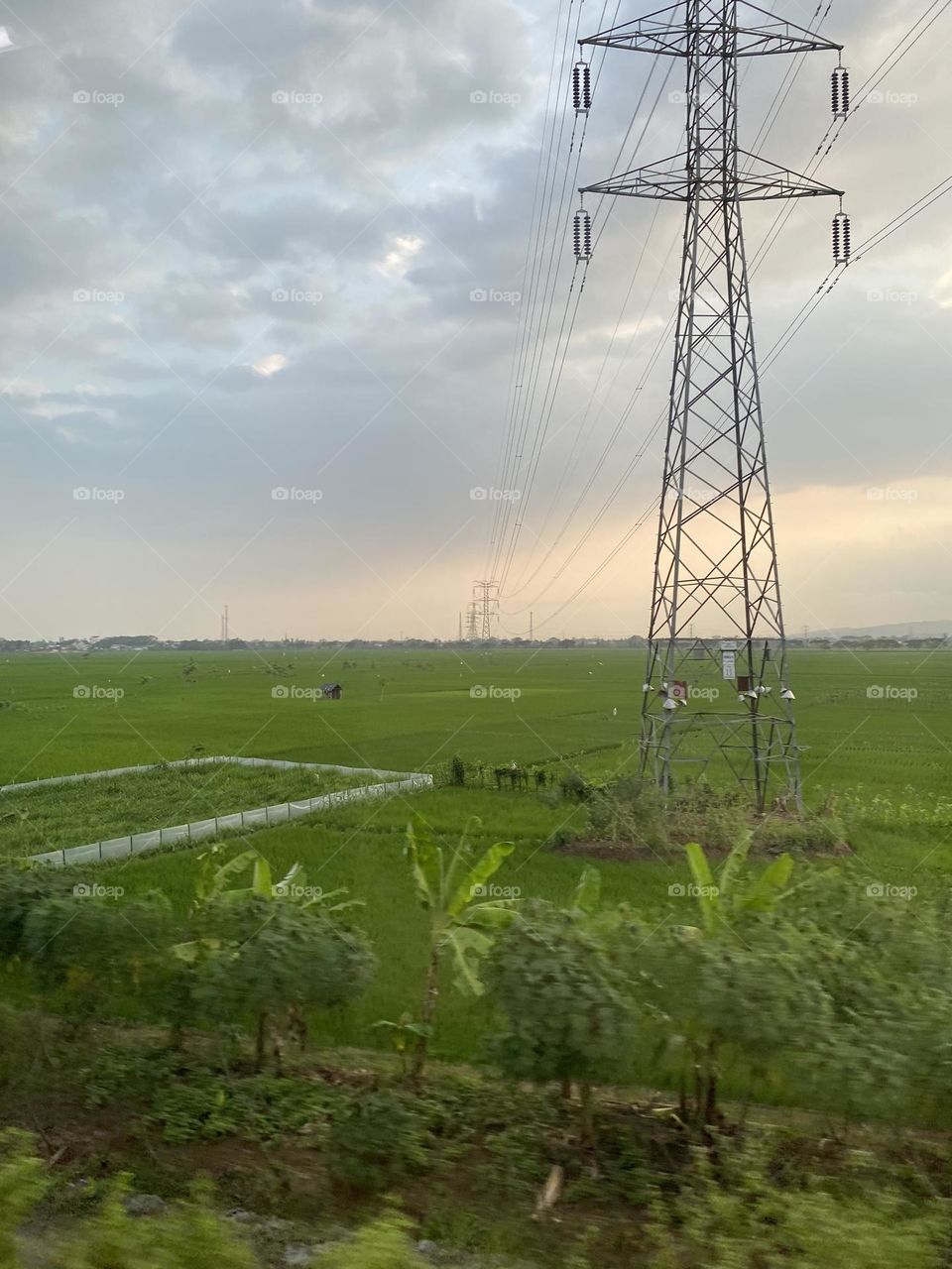 Senja di Sawah Banyumas 🌸