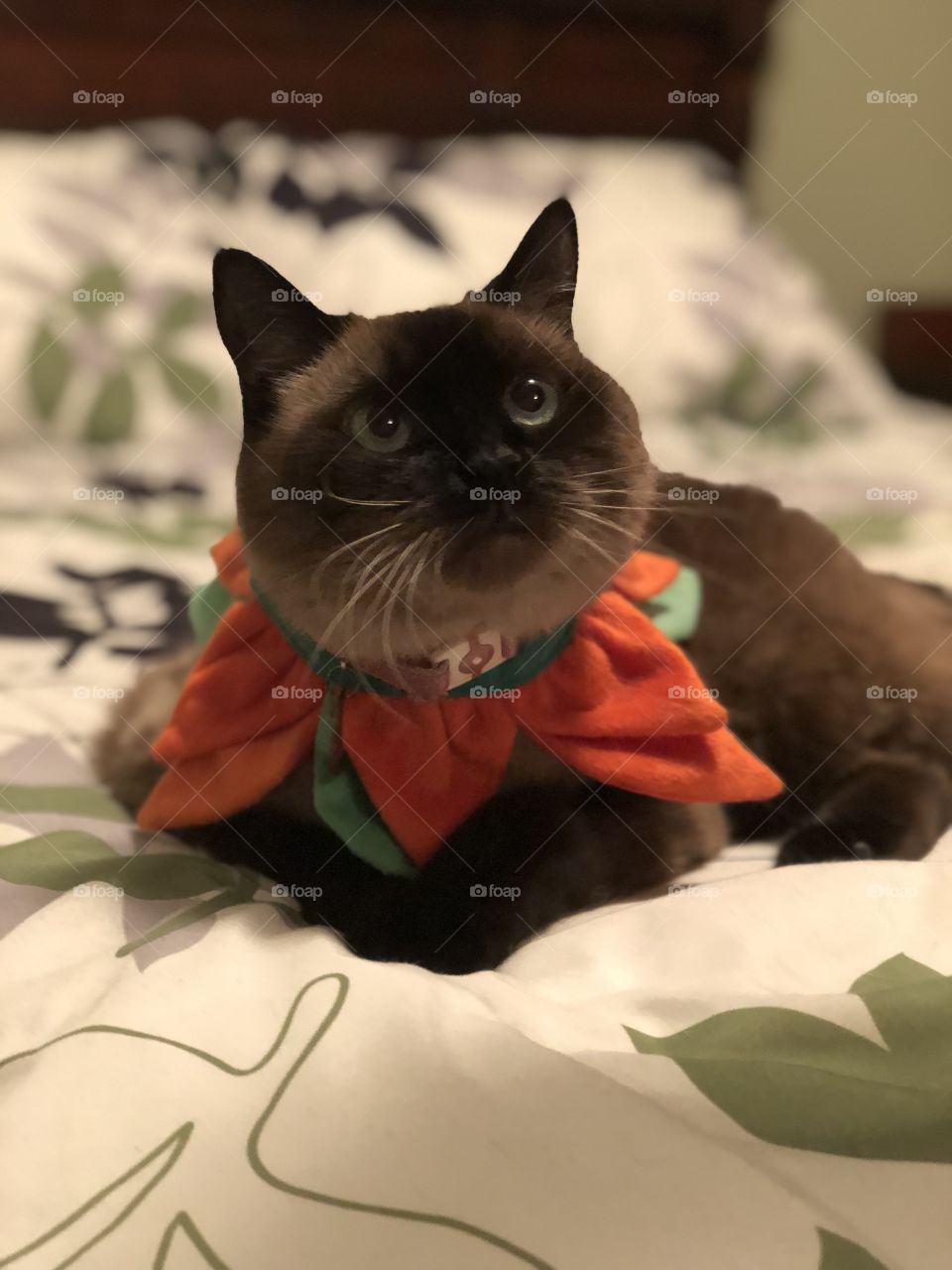 Festive cat 
