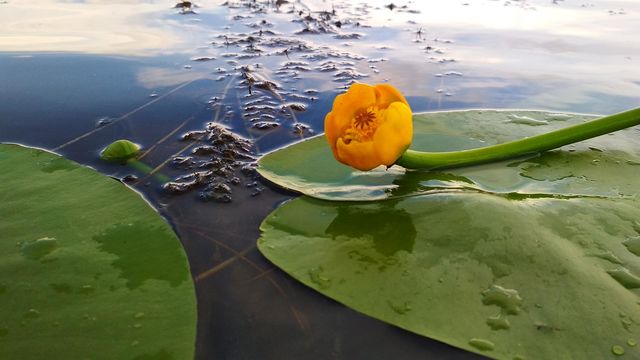 Summer on the pond