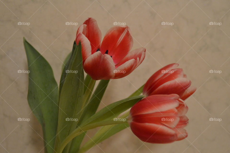 rose white tulips
