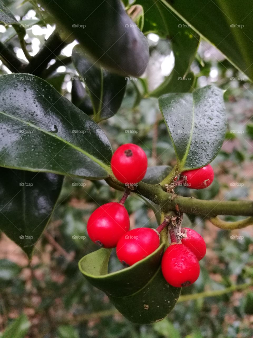 red berries