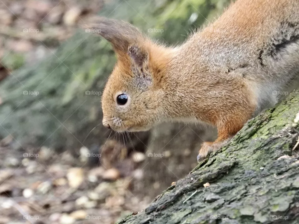 🐿