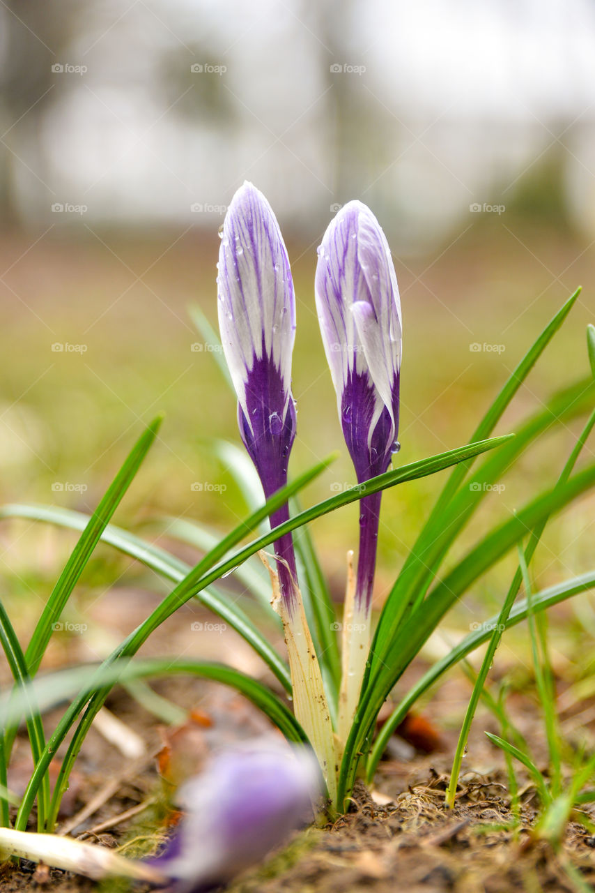 Crocus flower