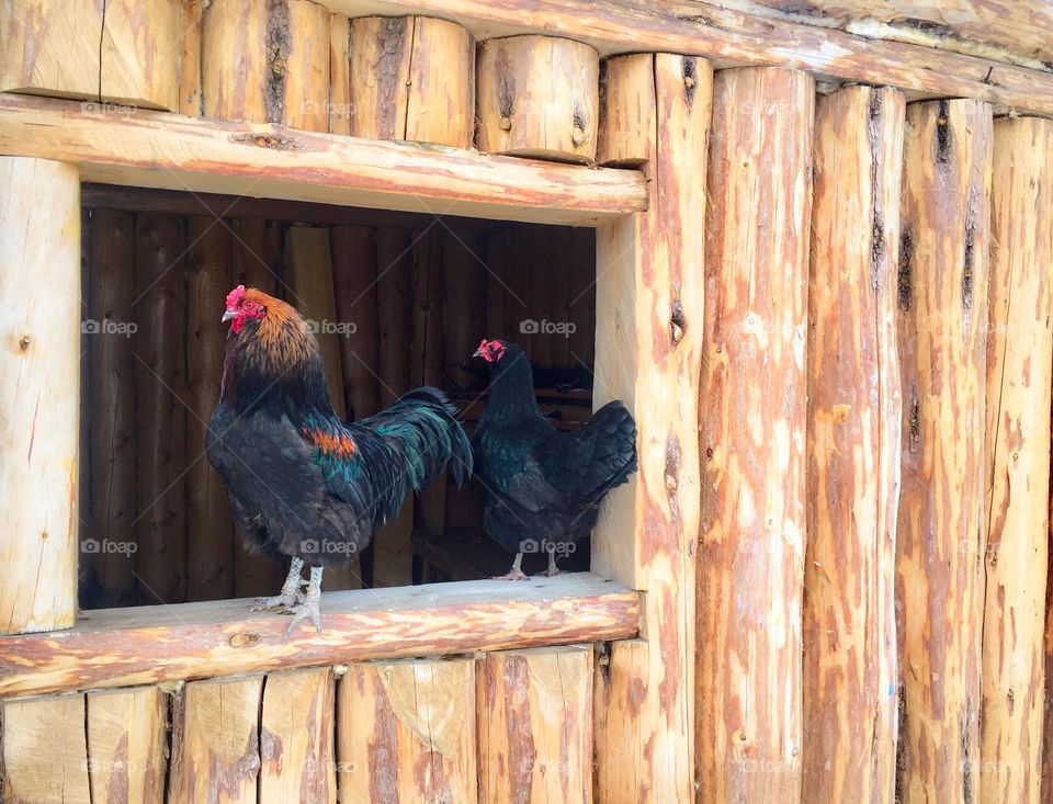 Wild West Chickens. A Rooster and his gal hang out in this old log cabin. Portrait style homestead living. 