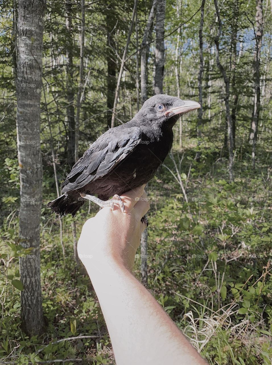 Holding a baby crow