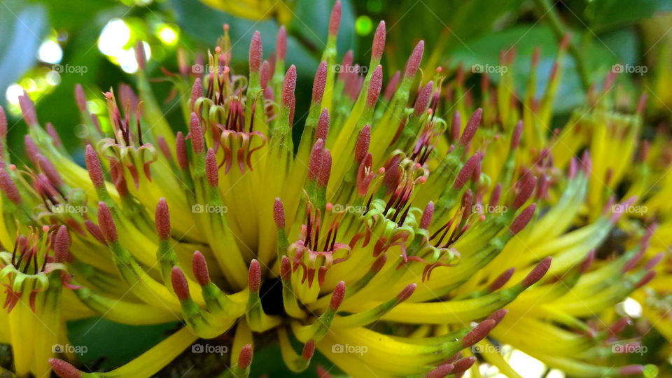 parasite plower in cocok trees.