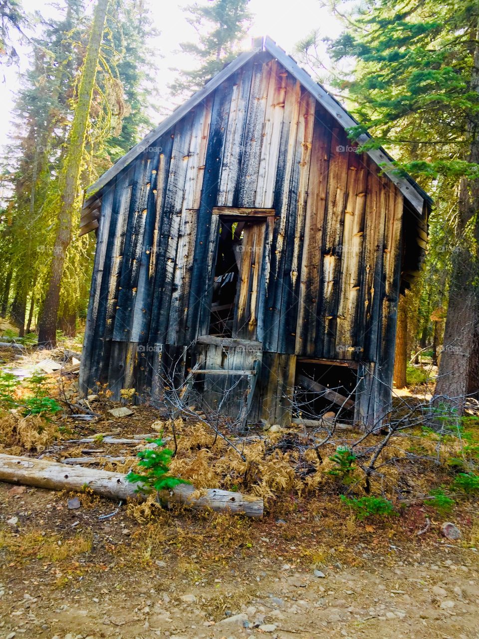 Abandoned cabin