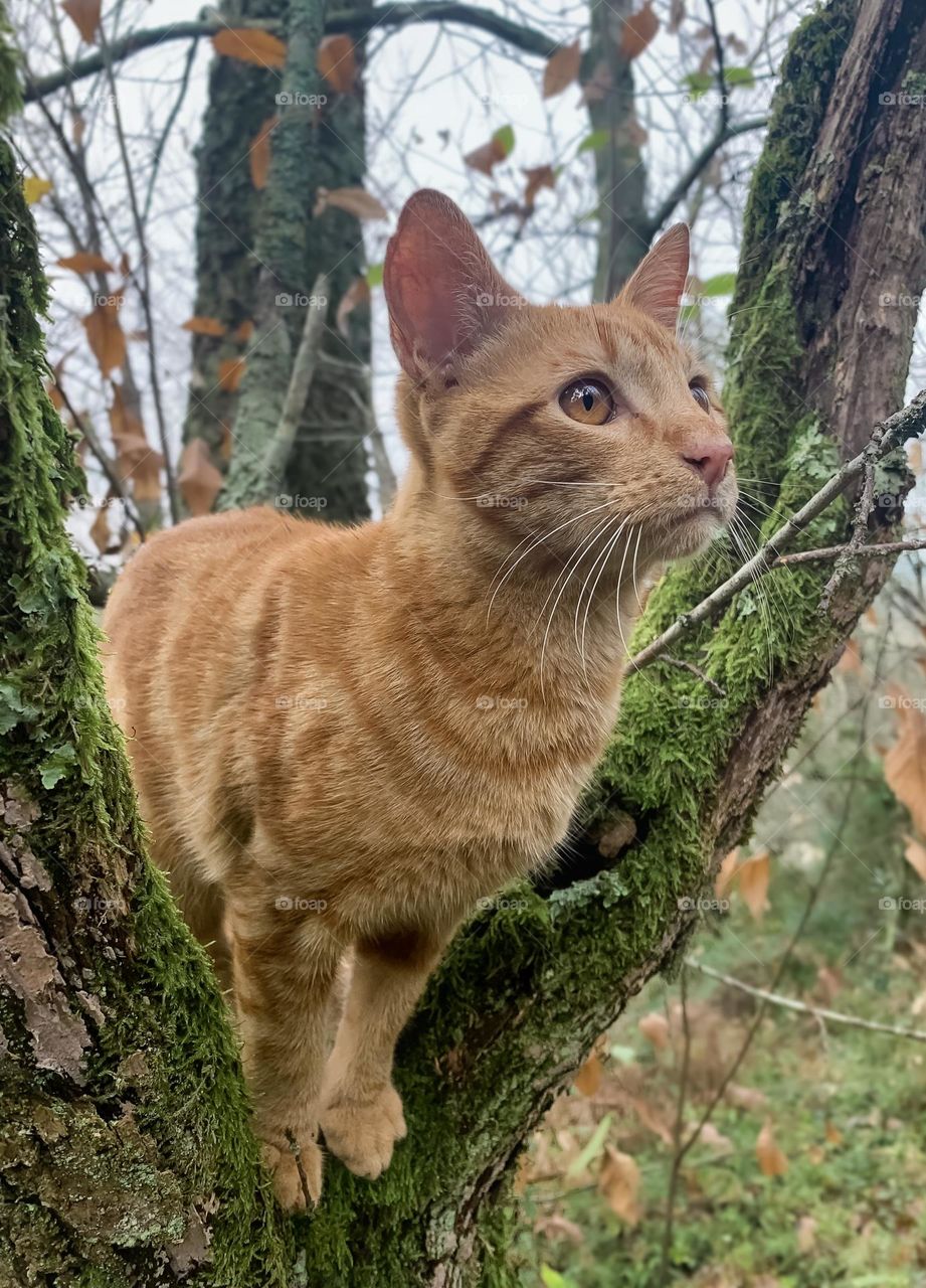 “Fifi” - Ginger cat in a tree in woodland