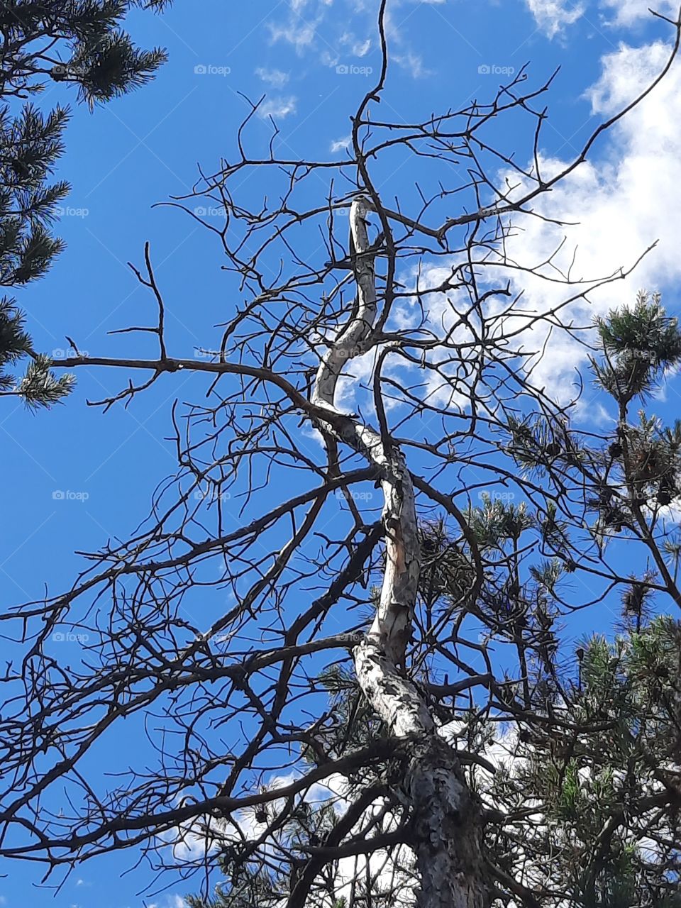 dead pine streching branches against blue sky