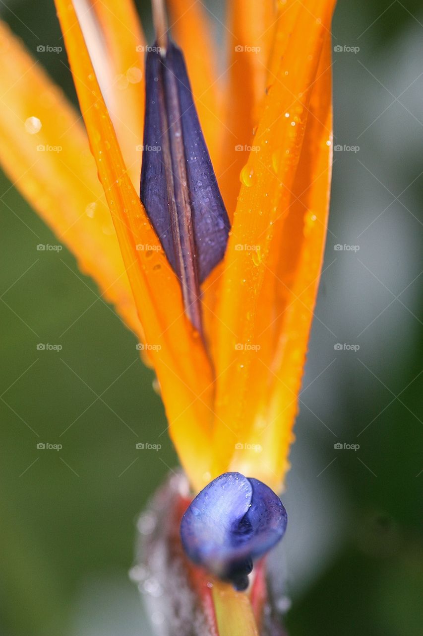 Close up of Bird of Paradise after rain fall