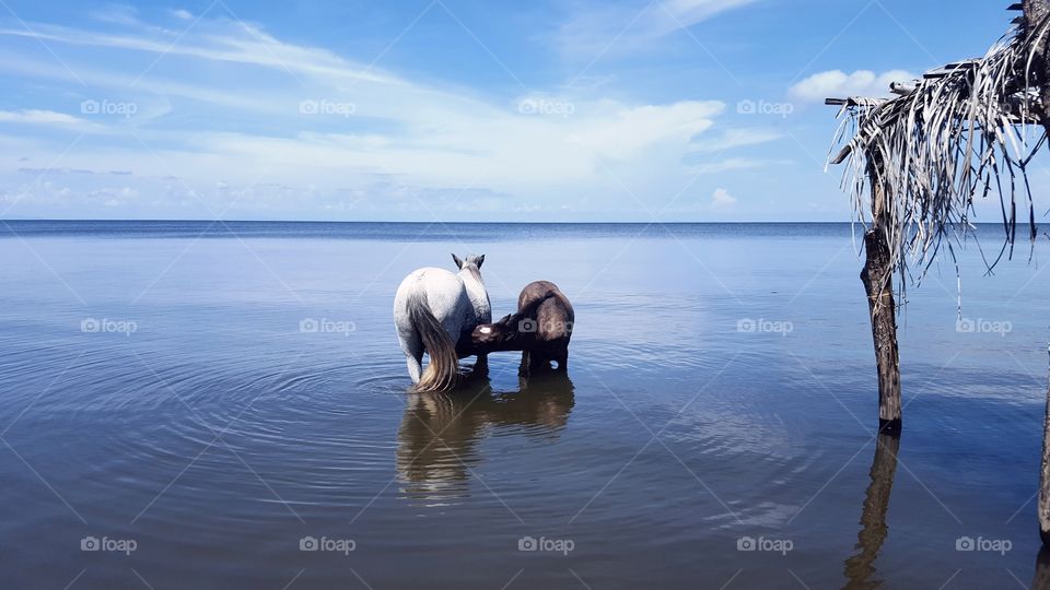 baby horse drinking milk. horses in beautiful lake in Nicaragua