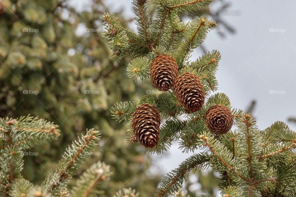 Beautiful pine cones and branches of pine tree